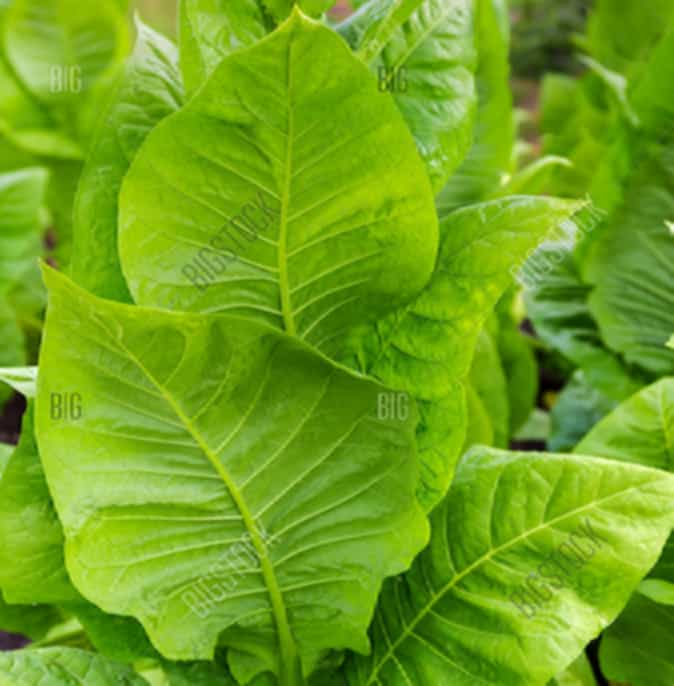 Close-up view of stem tobacco